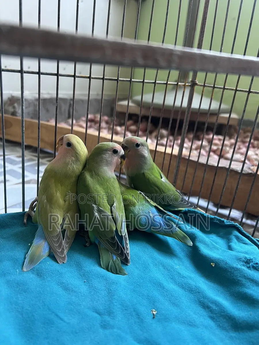 Love Bird