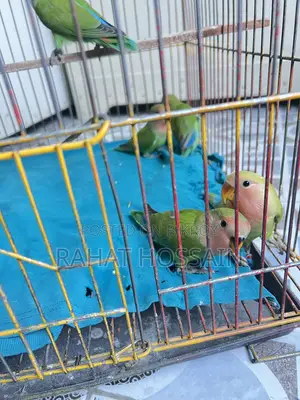 Love Bird