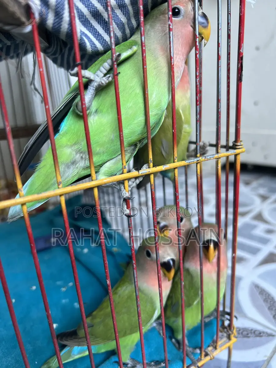 Love Bird
