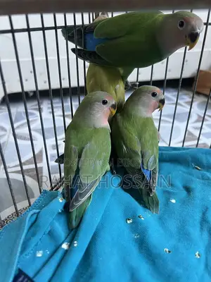 Love Bird