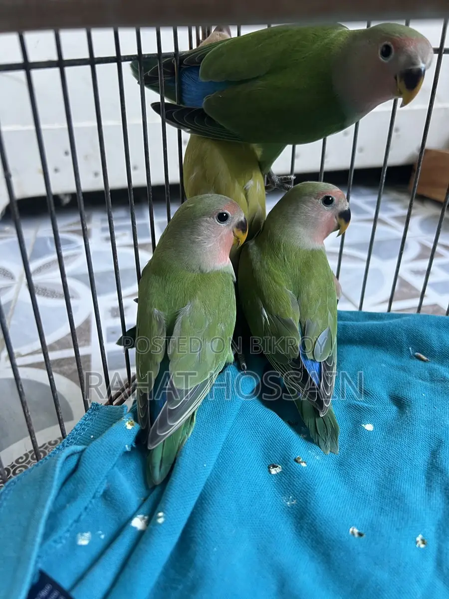 Love Bird