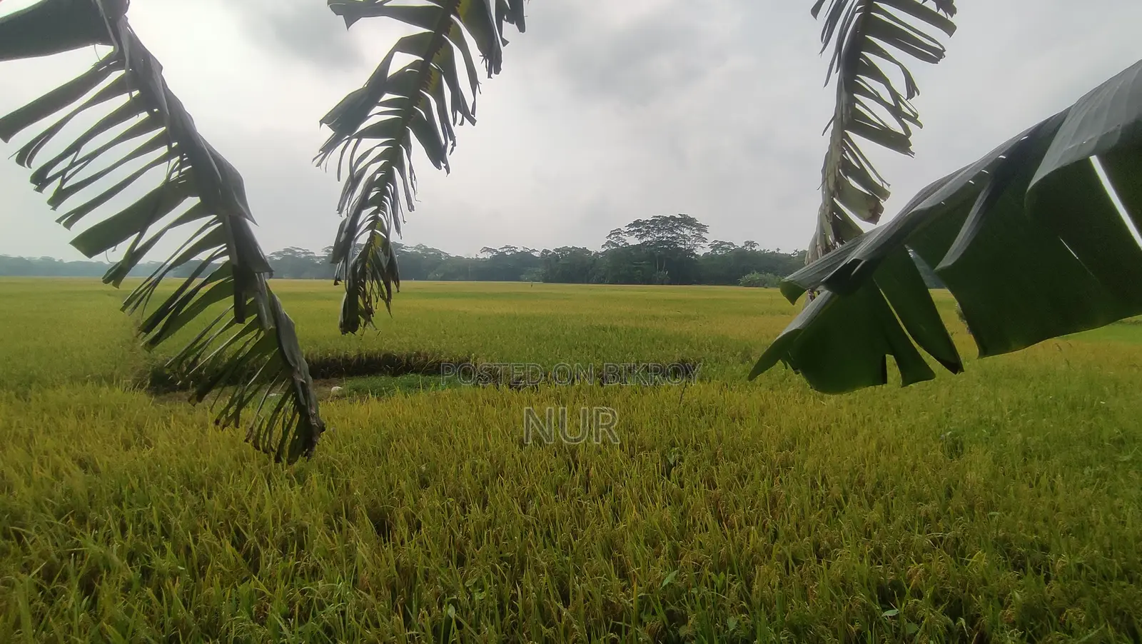 ২১ শতক জমি বিক্রয় | বরিশাল (হাইওয়ে সংলগ্ন)