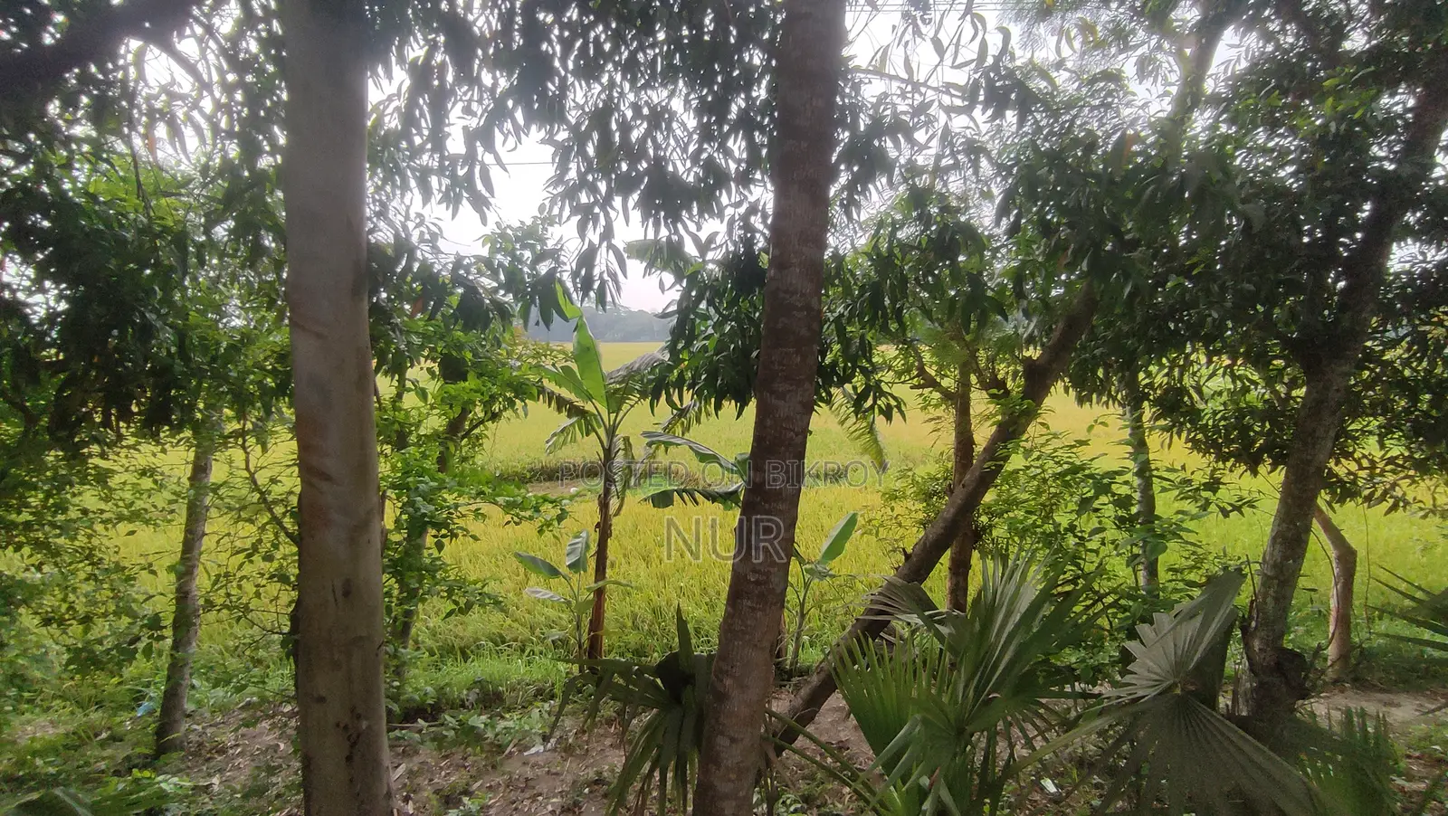 ২১ শতক জমি বিক্রয় | বরিশাল (হাইওয়ে সংলগ্ন)