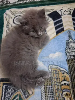 ছেলে বিড়াল পার্সিয়ান বিক্রি হবে