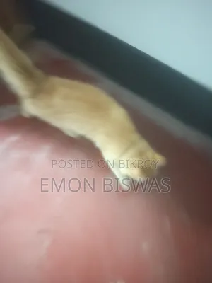 3-6 Months Male Purebred Persian