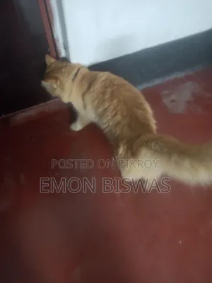 3-6 Months Male Purebred Persian
