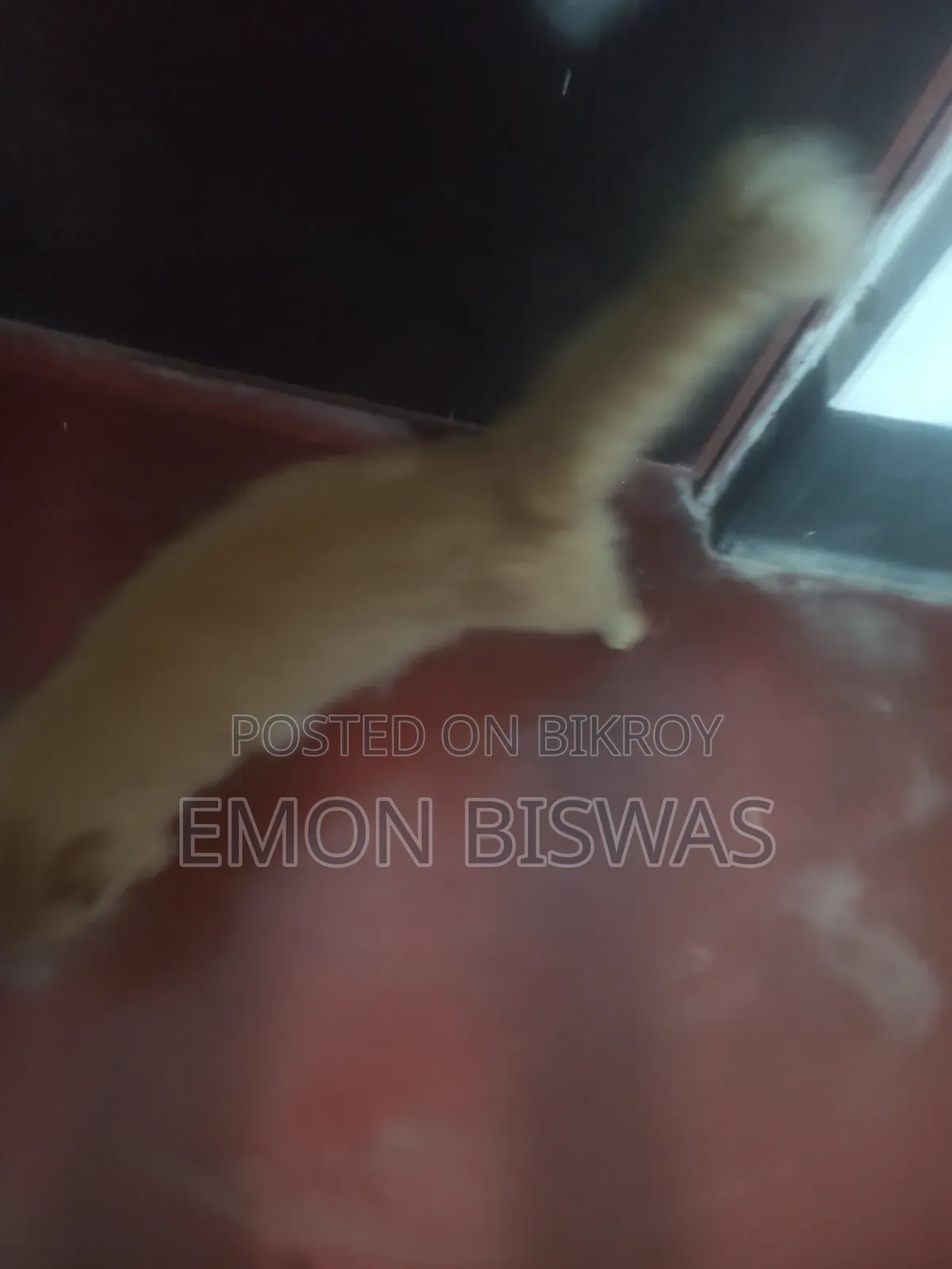 3-6 Months Male Purebred Persian