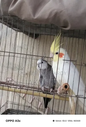 লুটিনো ও হোয়াইট ফেস কোকাটেল বিক্রি