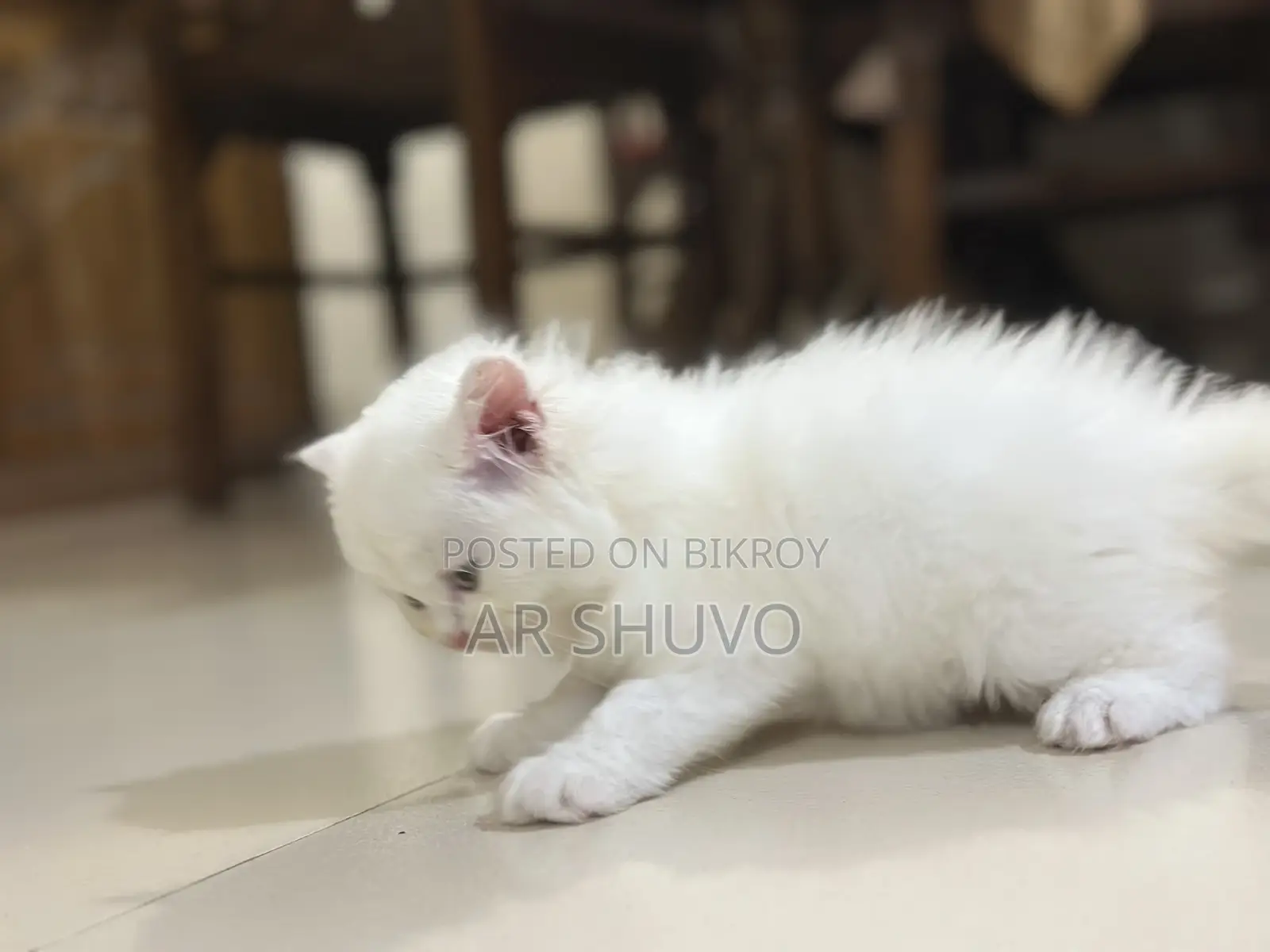 1-3 Months Female Purebred Persian