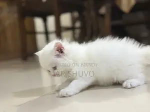 ১-৩ মাস বয়সী ফিমেল পিওর ব্রেড পার্সিয়ান