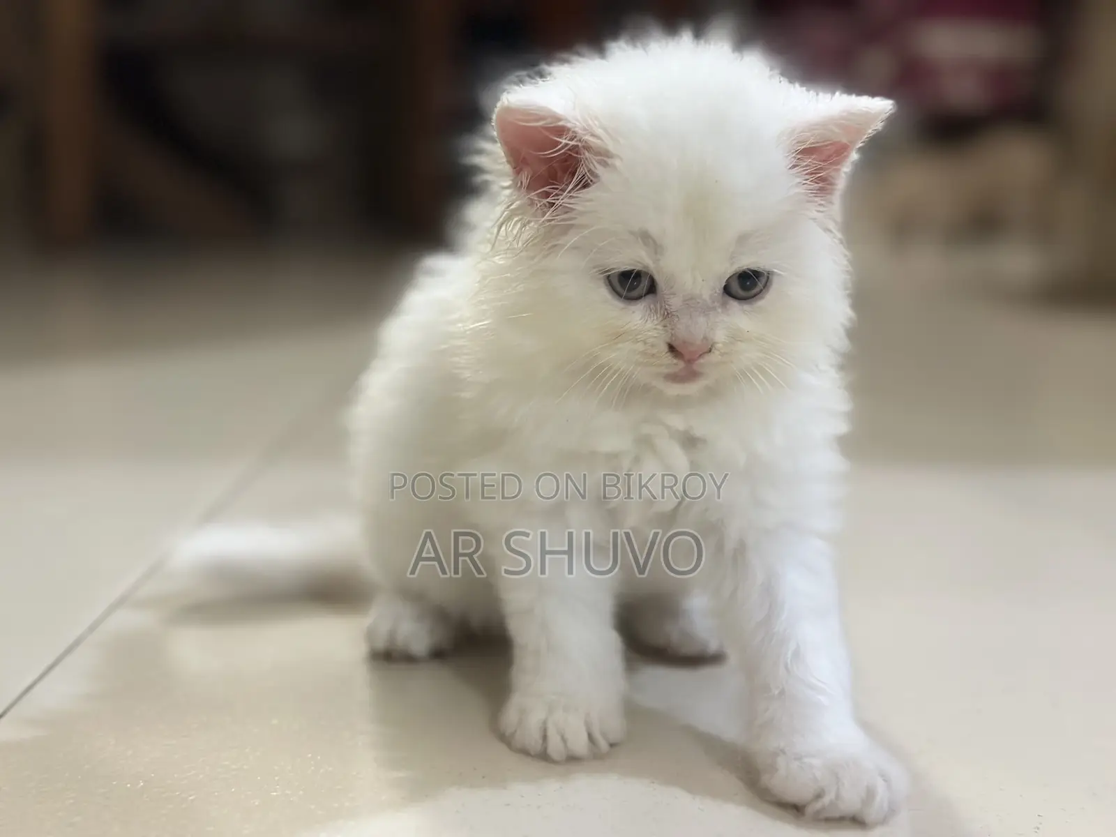 1-3 Months Female Purebred Persian