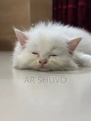 1-3 Months Female Purebred Persian