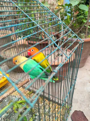Running Lovebirds With Dna, Rajshahi Sodor