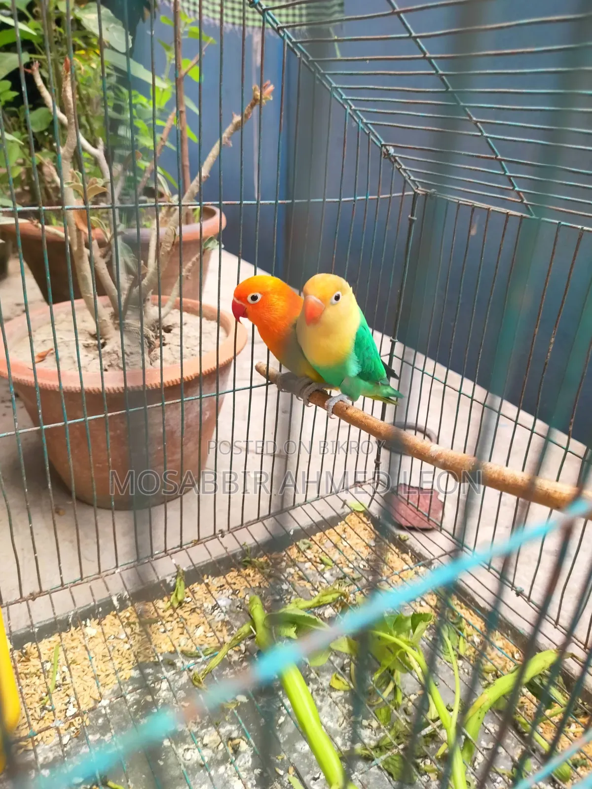 Running Lovebirds With Dna, Rajshahi Sodor