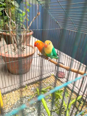 Running Lovebirds With Dna, Rajshahi Sodor
