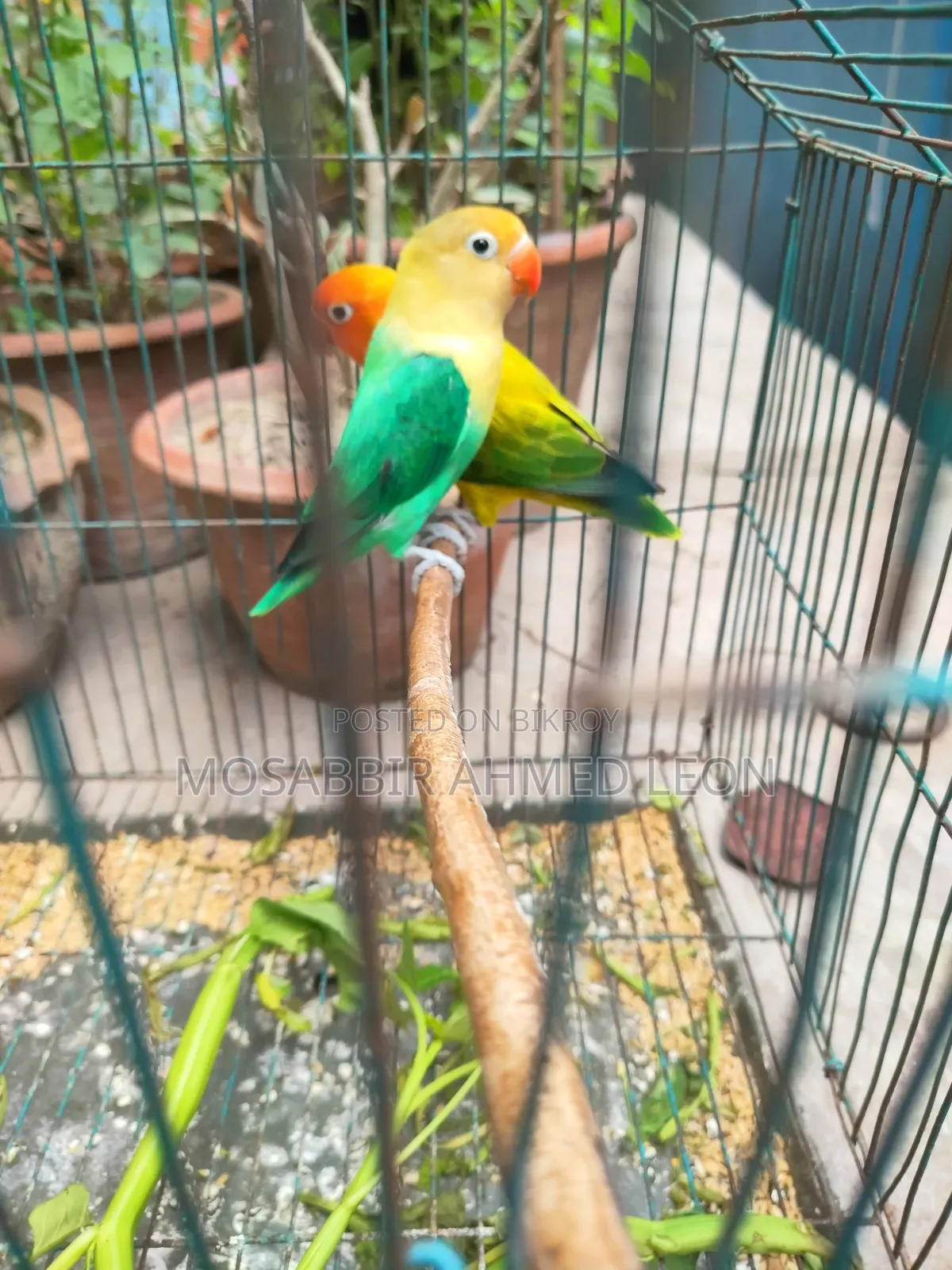 Running Lovebirds With Dna, Rajshahi Sodor