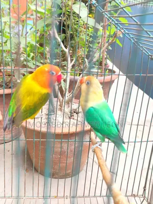Running Lovebirds With Dna, Rajshahi Sodor