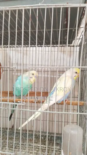 Pair of Budgerigar Birds for Sale