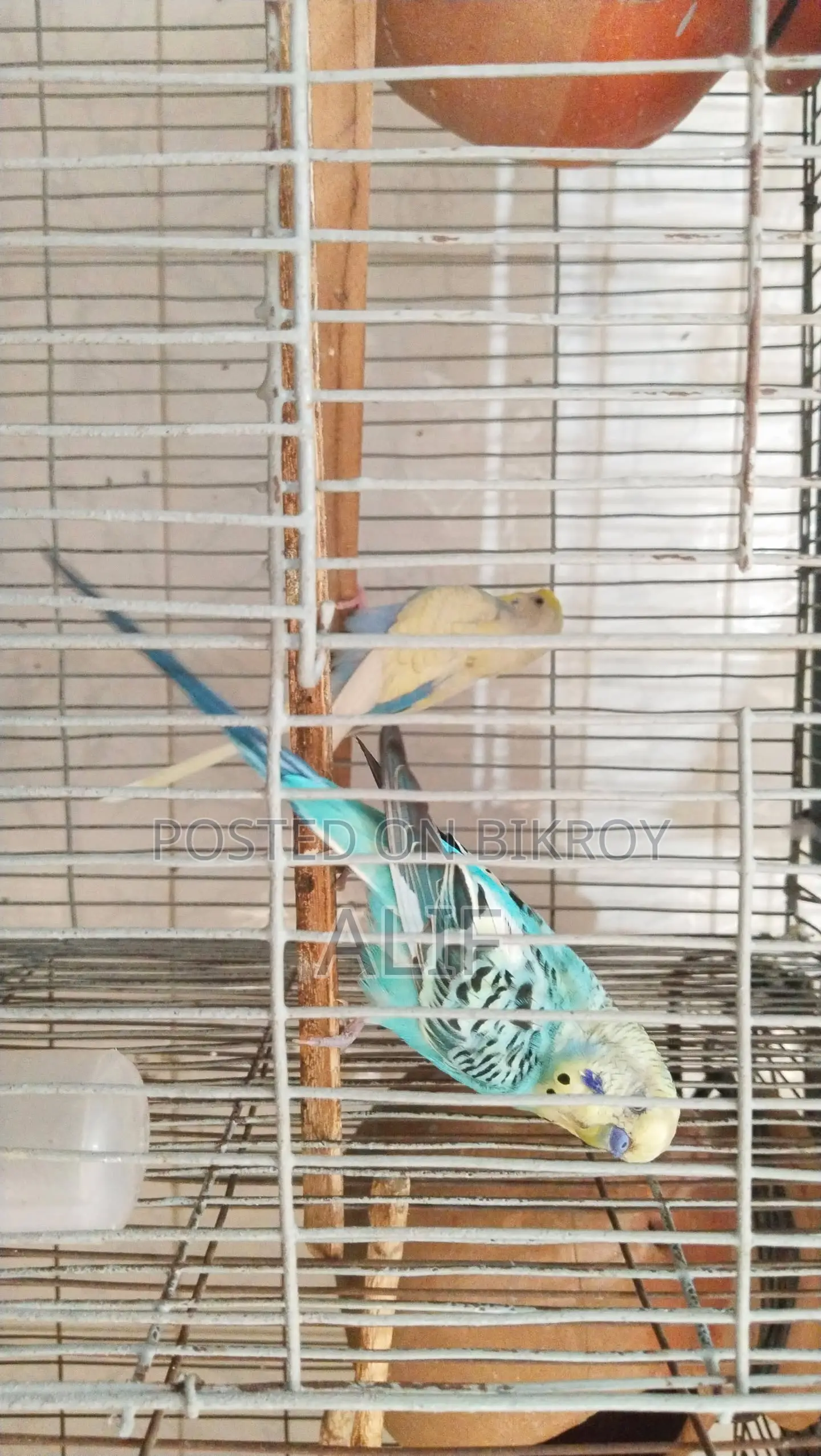 Pair of Budgerigar Birds for Sale