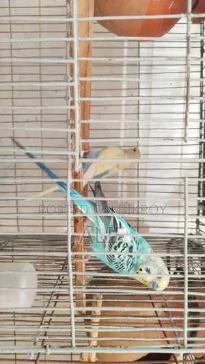 Pair of Budgerigar Birds for Sale