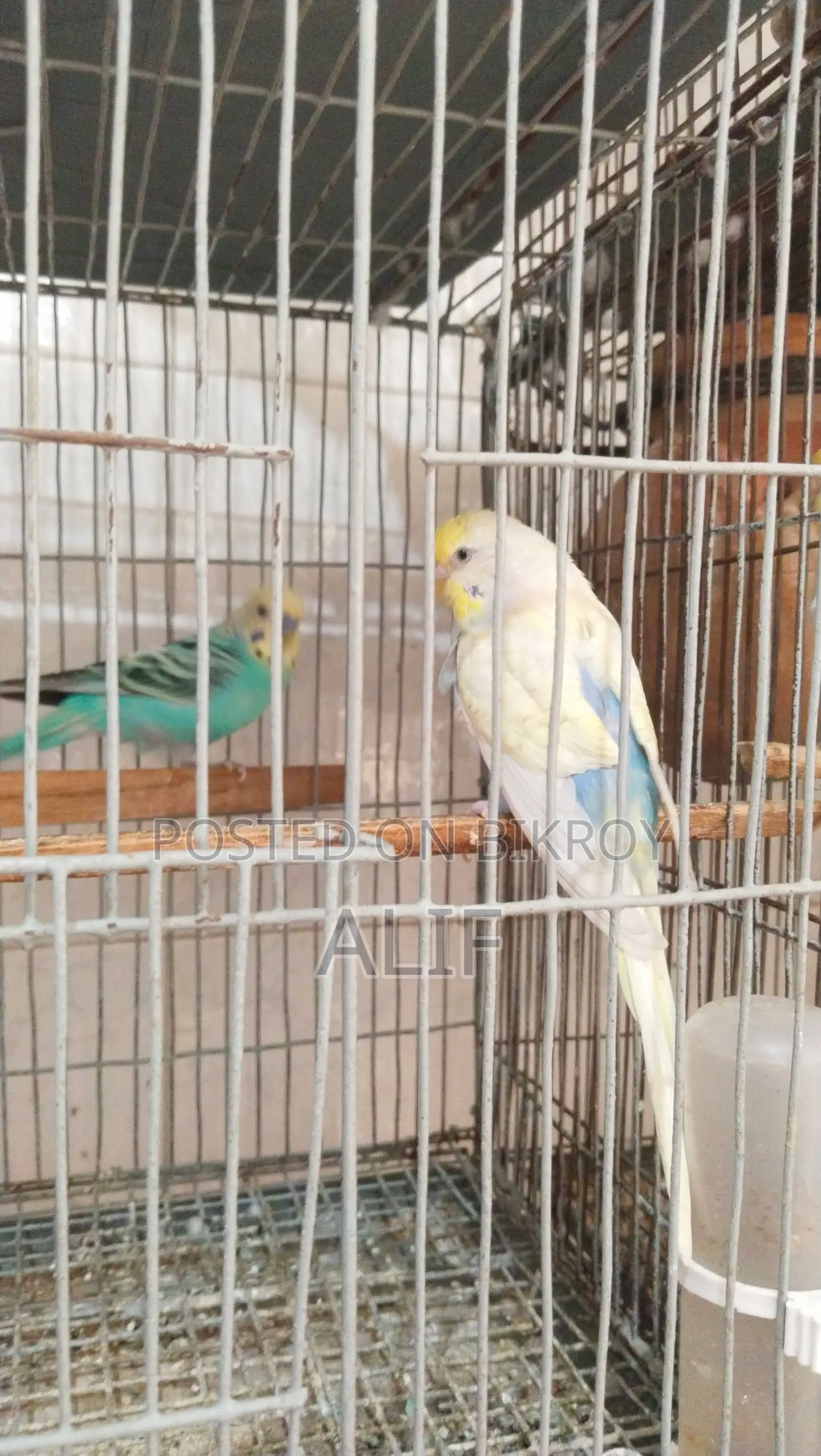 Pair of Budgerigar Birds for Sale