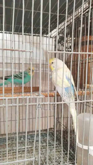 Pair of Budgerigar Birds for Sale