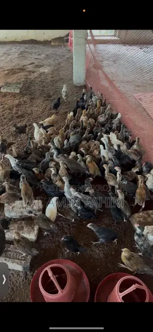 ৪৫ দিন বয়সের দেশি বাচ্চা