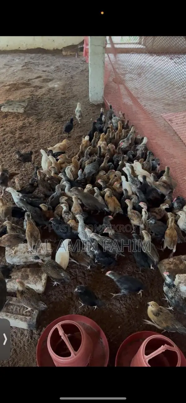 ৪৫ দিন বয়সের দেশি বাচ্চা