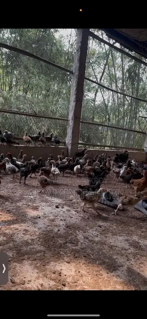 ৪৫ দিন বয়সের দেশি বাচ্চা