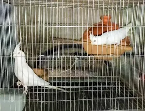 Albino Cockatiel, says 'Mithu Mithu', is active and healthy