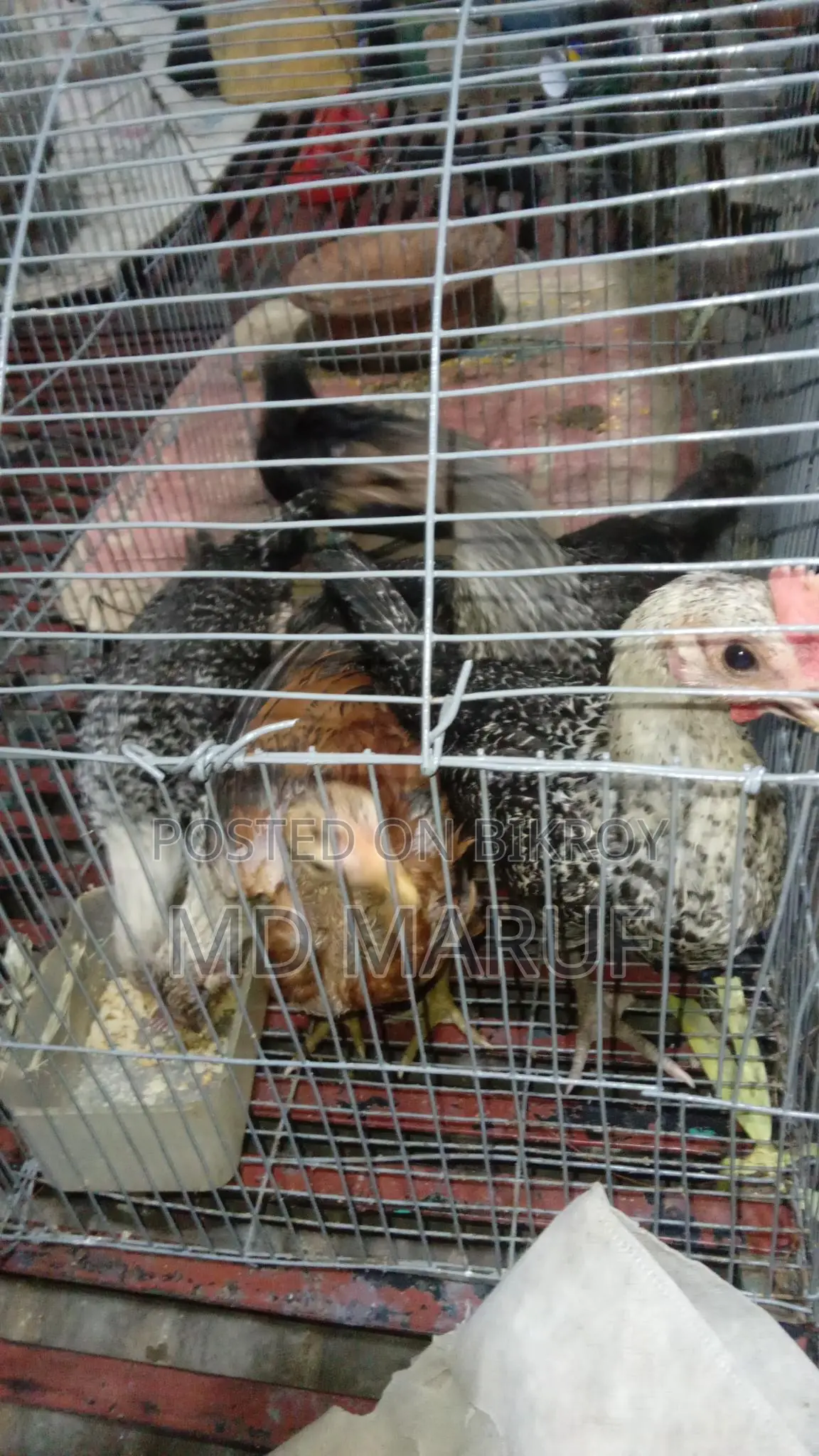 Fayoumi and Deshi Chicken Chicks