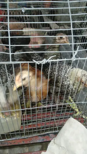 Fayoumi and Deshi Chicken Chicks