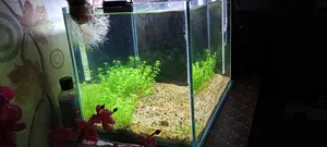 Planted Aquriam,,planted Light And Canster Filture