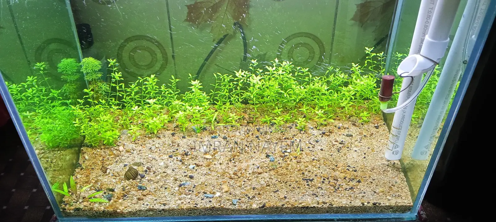 Planted Aquriam,,planted Light And Canster Filture