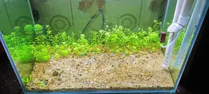 Planted Aquriam,,planted Light And Canster Filture