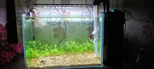 Planted Aquriam,,planted Light And Canster Filture