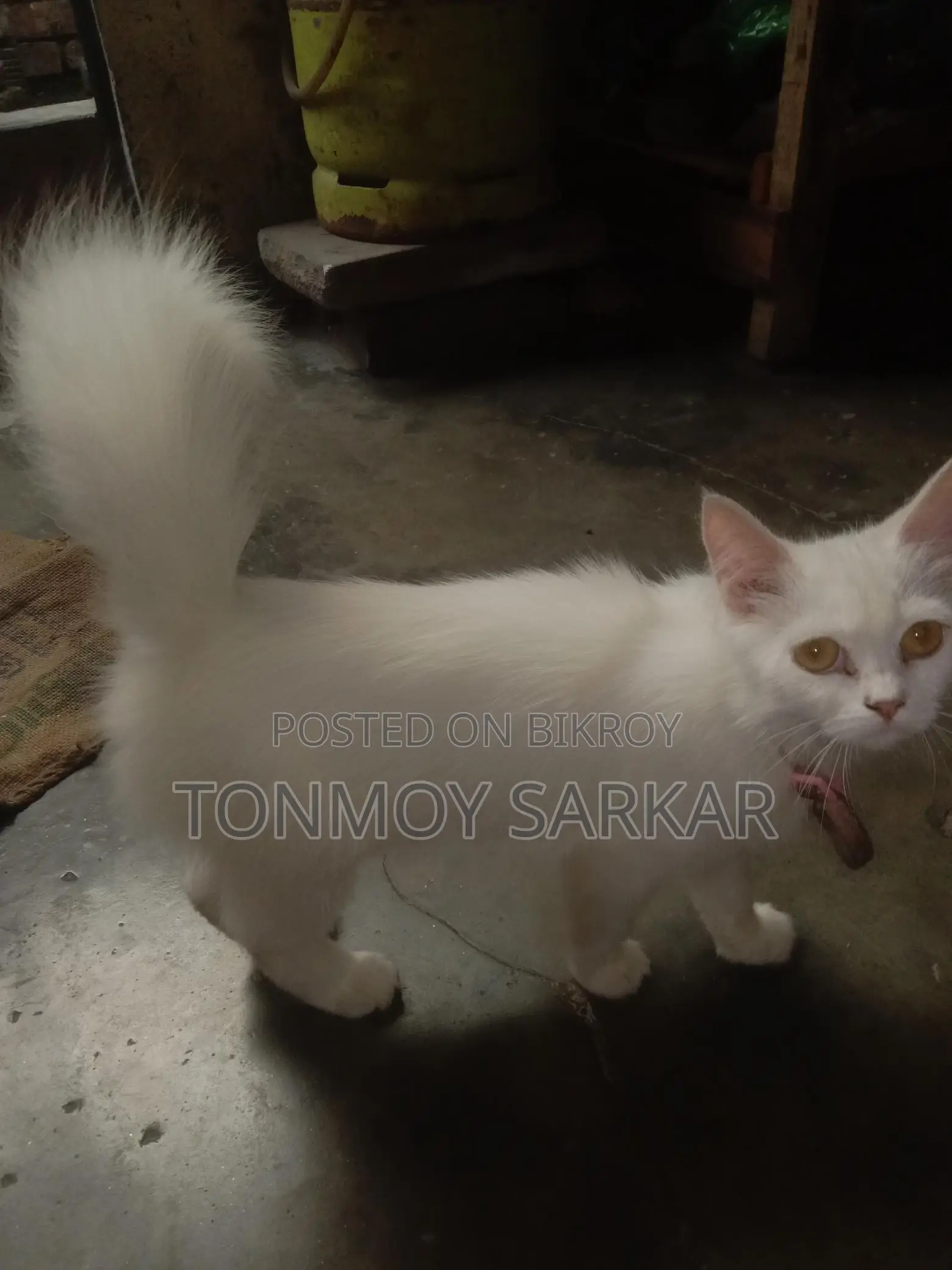 White Persian Cat