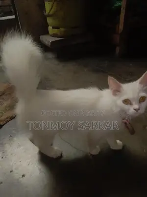 White Persian Cat