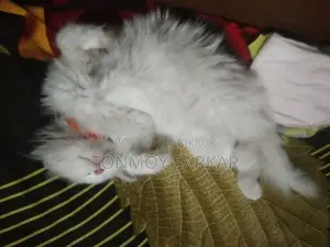 White Persian Cat
