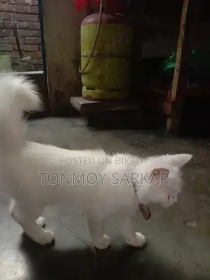 White Persian Cat