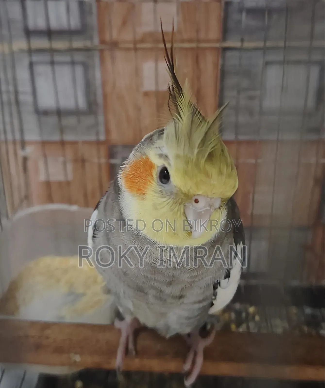 Talking Cockatiel Bird (Female)