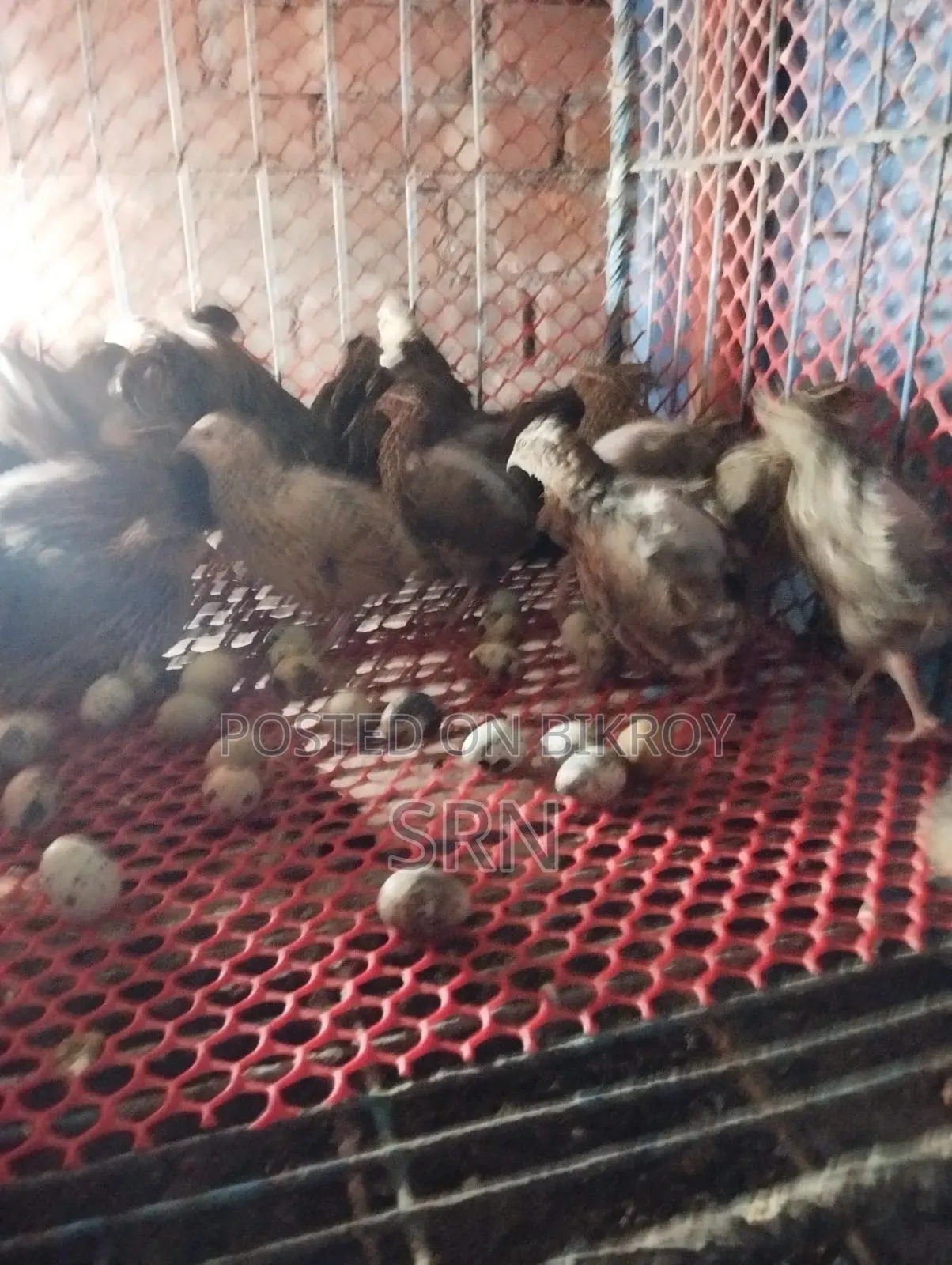 Active Egg-Laying Japanese Quail