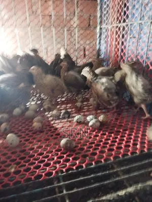 Active Egg-Laying Japanese Quail