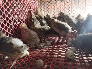 Active Egg-Laying Japanese Quail