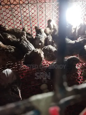 Active Egg-Laying Japanese Quail