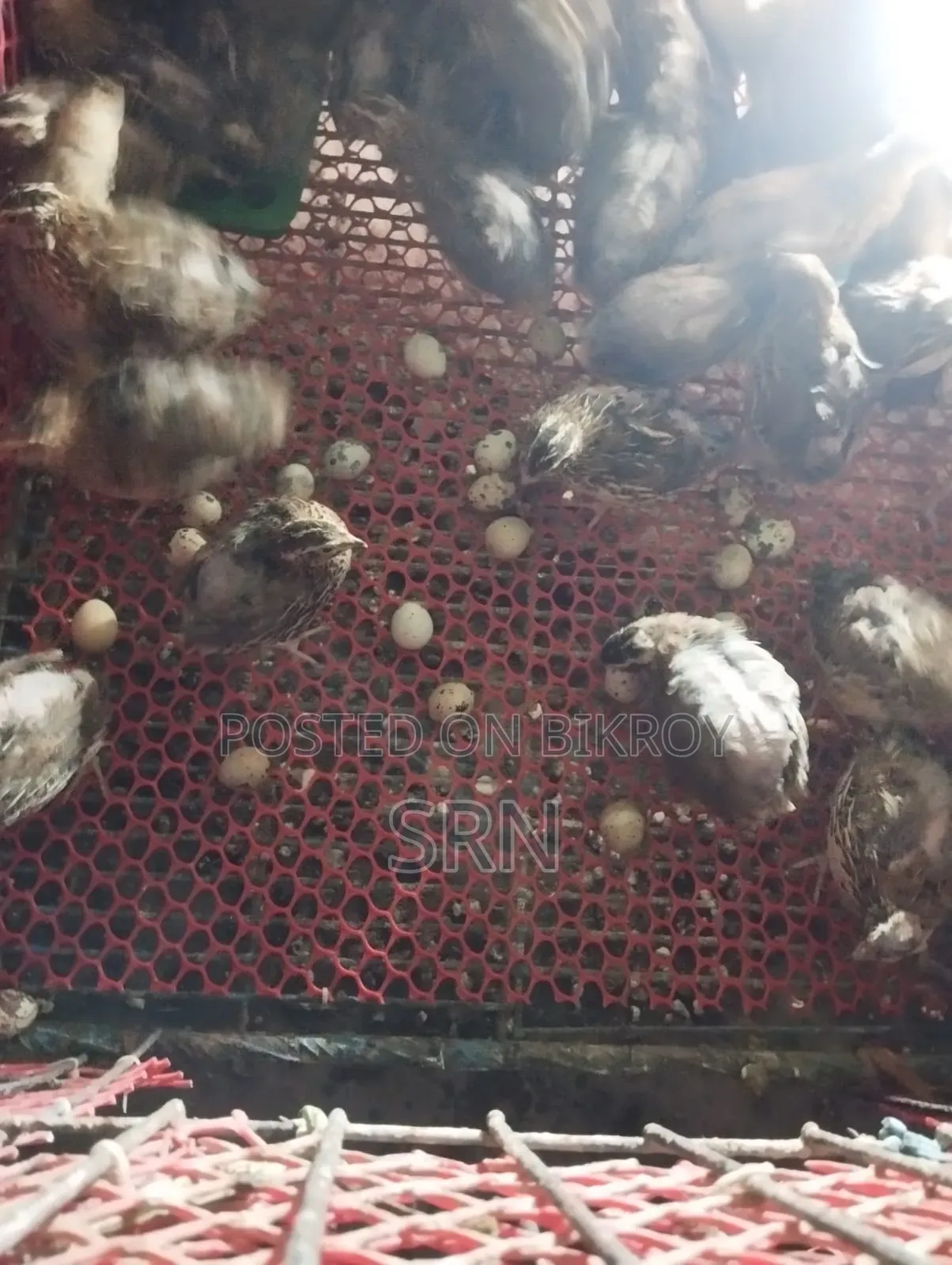 Active Egg-Laying Japanese Quail