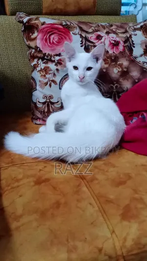 ৩-৬ মাস বয়সী মিক্সড ব্রিড পার্শিয়ান বিড়াল