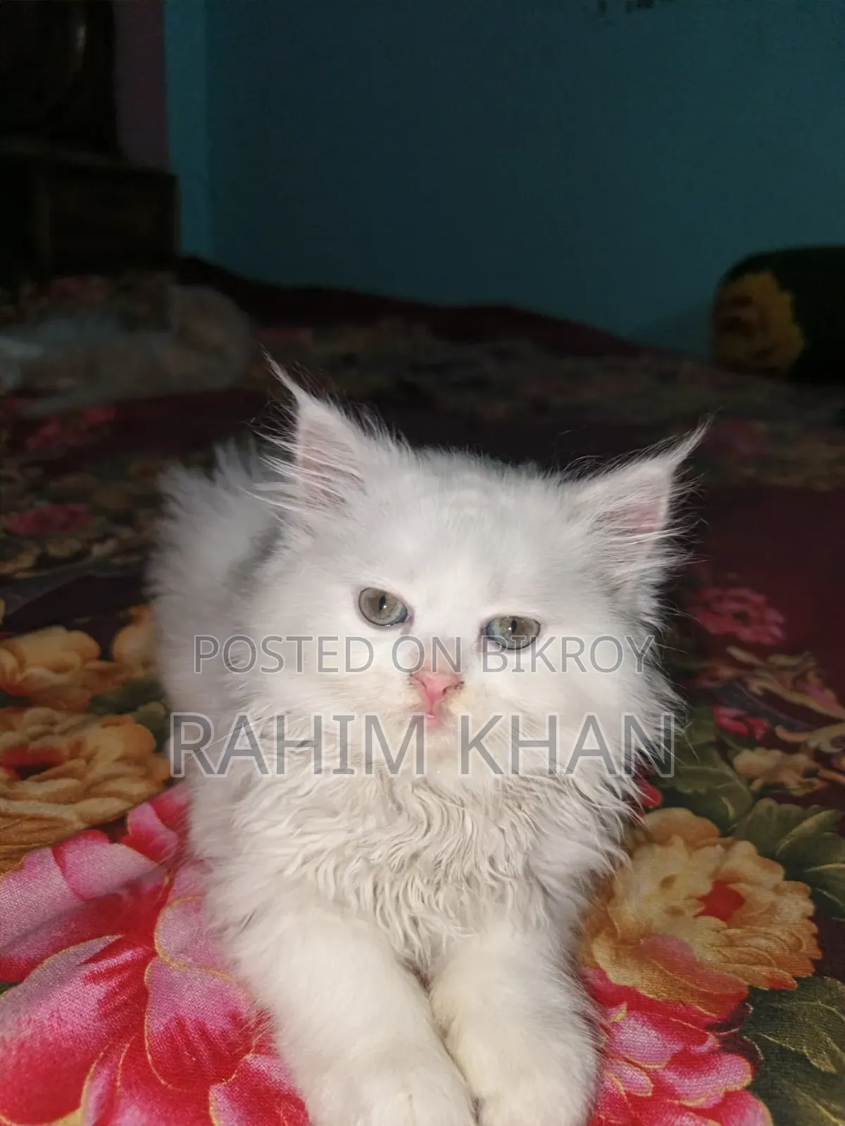 1-3 Months Male Purebred Persian