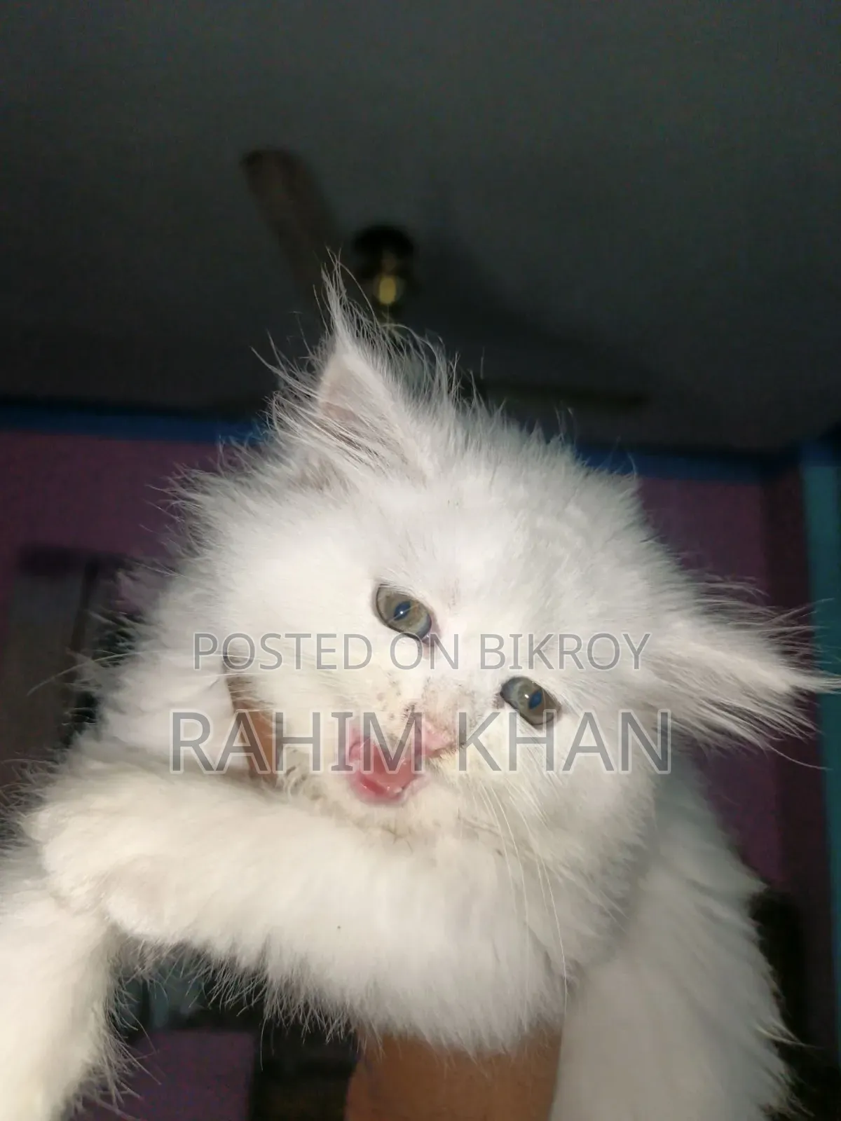 1-3 Months Male Purebred Persian