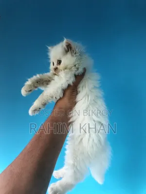 1-3 Months Male Purebred Persian